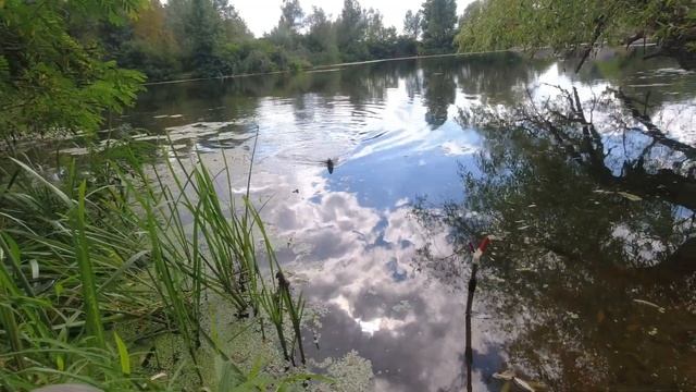 Раскрываем СЕКРЕТ добавки в прикормку. Рыбалка на поплавок смотреть онлайн