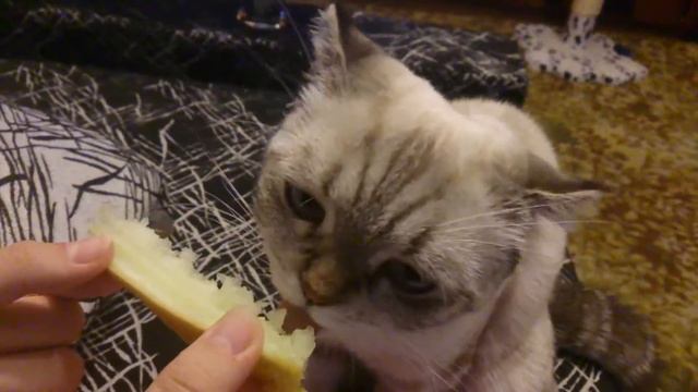 Соня ест дыню смотреть онлайн
