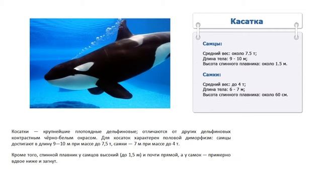 Сколько весит касатка смотреть онлайн