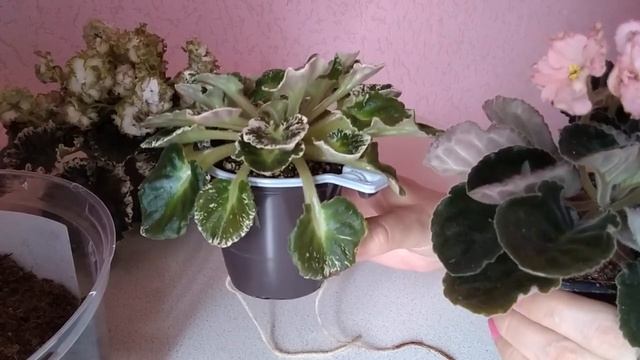 Фиалки . Опять эксперимент. Что получится??? Сажаю в чистый "Агробалт". смотреть онлайн