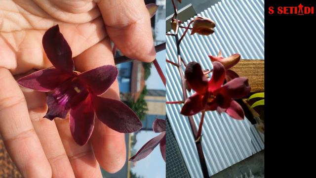 DENDROBIUM MANGOSTEEN Si Beludru Merah Yang Eksotis