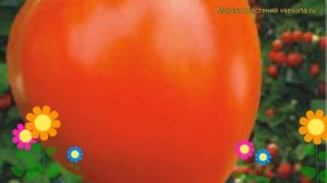 Томат обыкновенный Клубничное дерево. Краткий обзор, описание характеристик, где купить семена