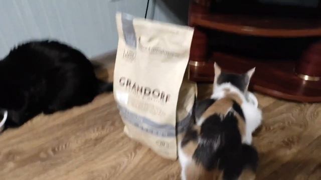 Почему я перевел кошку на корм Grandorf смотреть онлайн