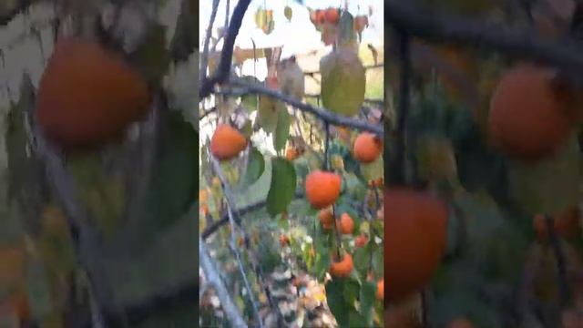 Хурма «Бычье сердце». Большой урожай #всочиумаши смотреть онлайн
