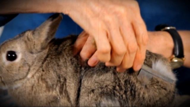 Размножение домашних кроликов