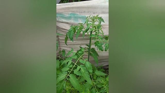 Мульча в смешанных посадках огорода. Делюсь опытом. смотреть онлайн