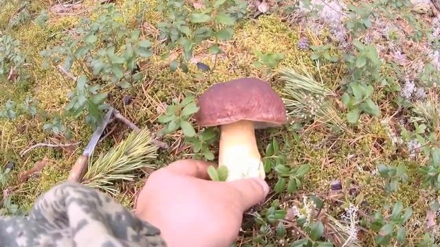 Грибов все больше и больше... смотреть онлайн