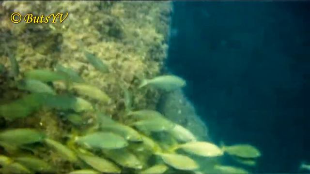 Испания. Бланес. Моя подводная съемка у скал. Blanes. Underwater filming near cliffs смотреть онлайн