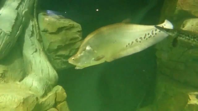 Океанариум - музей живой природы смотреть онлайн