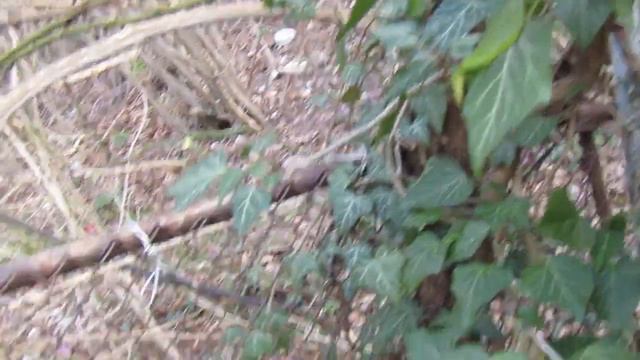 Почему не хочу оставлять совсем прозрачный забор из рабицы