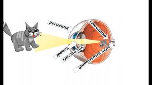 Органы чувств. 1часть. Зрение.