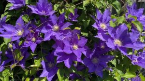 “H.F.Young” Clematis
