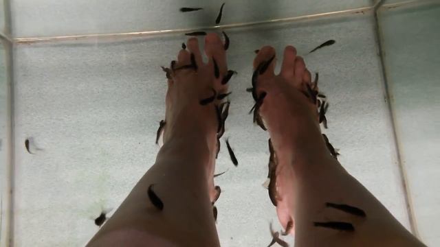 Педикюр с рыбками смотреть онлайн