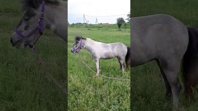 Шетлендский пони Юна гуляет на реке Кубань смотреть онлайн