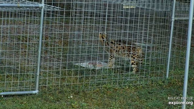Evening meds and dinner. Servie serval at Big Cat Rescue. смотреть онлайн