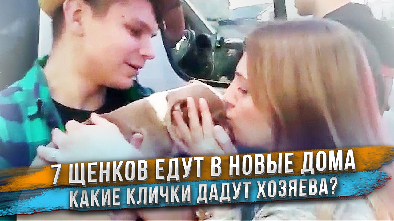 Новые хозяева встречают своих щенков! Сразу 7 щенков увидели своих хозяев впервые!е смотреть онлайн