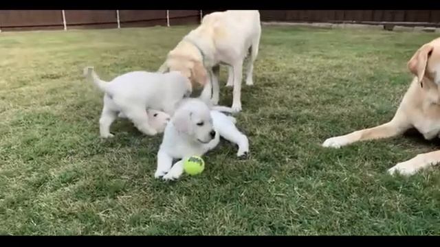 Дрессировка и воспитание щенка Лабрадора смотреть онлайн