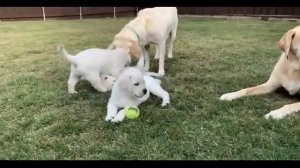Дрессировка и воспитание щенка Лабрадора