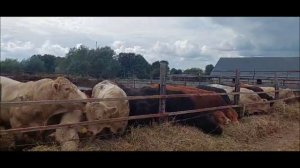 Продажа быков абердин-ангусс, лимузин, шароле. Как купить быка. Едем на выставку, принимаем заявки