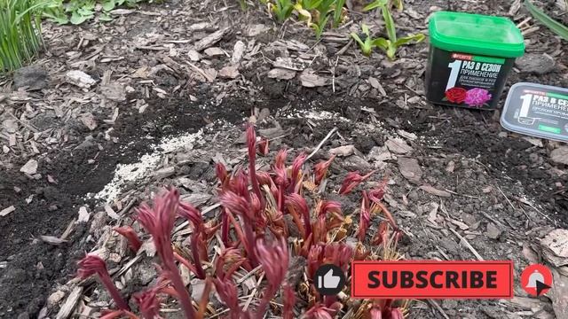 Весенняя подкормка пионов?Как и чем подкормить пионы для пышного цветения? смотреть онлайн