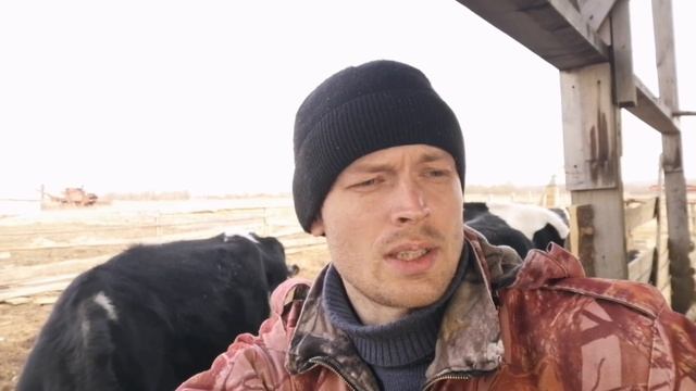 Мой "не правильный" способ содержания телят и коров. смотреть онлайн