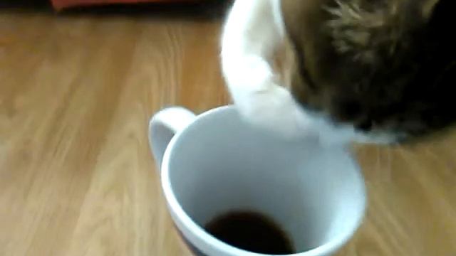 А ваш кот любит кофе?