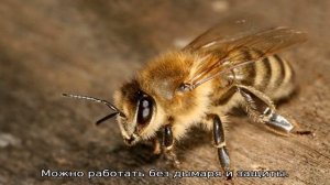 Пчелы Карника — особенности