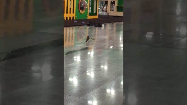 Птица против богомола. смотреть онлайн