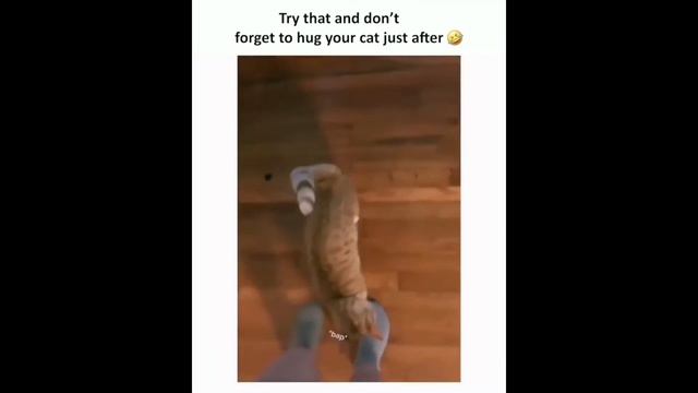 СМЕШНЫЕ КОТЫ И КОШКИ / САМЫЕ МИЛЫЕ И ЗАБАВНЫЕ ЖИВОТНЫЕ / ЛУЧШИЕ ПРИКОЛЫ С КОТАМИ / Выпуск#19 смотреть онлайн