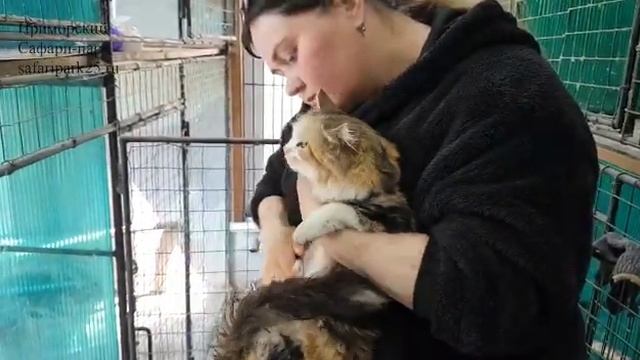 Дальневосточных котят нашла мама-кошка! смотреть онлайн