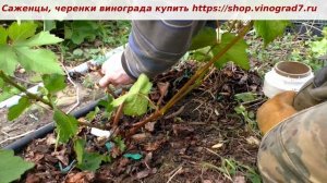 Прививка и перепрививка винограда-  молодой куст, порослевые и волчковые побеги, Пузенко Н.Л.