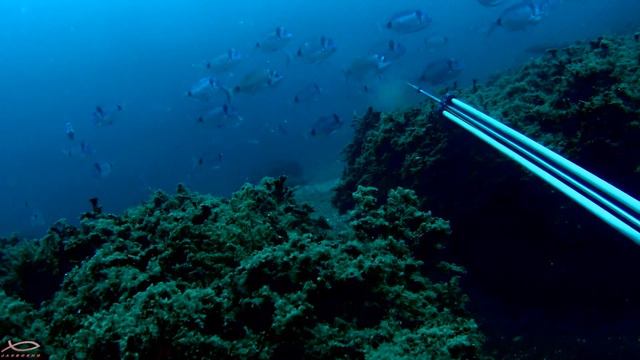 Karagöz avı - подводная охота на клюворыл в Стамбуле - Spearfishing seabream смотреть онлайн