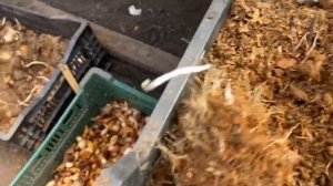 Выгонка тюльпанов закончена,а что делать с отработанной луковицей?