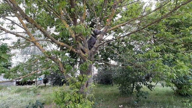 Собака достает мяч с дерева. смотреть онлайн