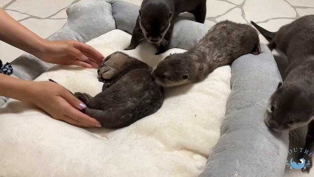 Otter Love Passed Away... смотреть онлайн