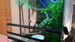 Йеменские хамелеоны, особенности содержания.Это важно знать!!!