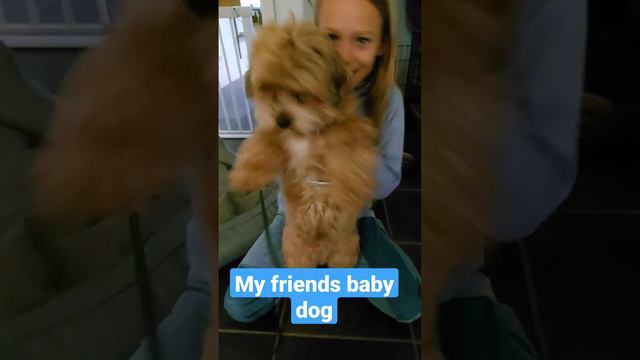 doggie #short #doggie смотреть онлайн