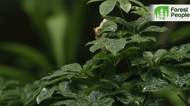 Незаконная вырубка лесов в России.