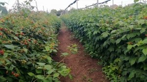 Шпалера для малины