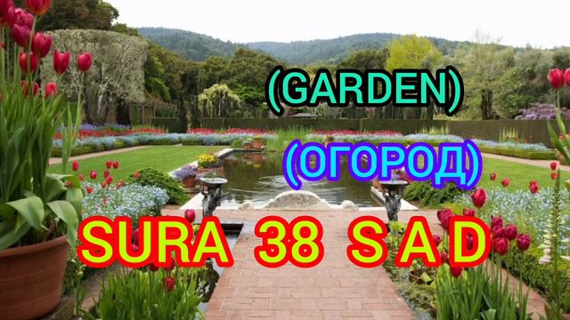 #KORAN 38 SURA SAD (ОГОРОД) (GARDEN) #islam #ислам #dua #мусульман #коран #мечеть смотреть онлайн