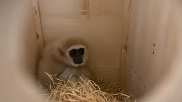 Гиббон смотреть онлайн