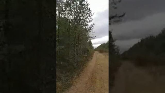 Прогулка. Пробный стрим в лесу. смотреть онлайн