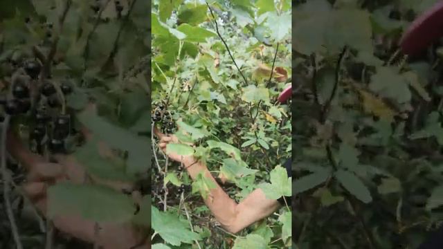 ягодки для зимних травяных чаев смотреть онлайн