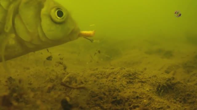 КРАСИВЫЕ ПОКЛЕВКИ-3. Рыбалка, Поплавочная удочка, Ловля на поплавок. Fishing, ikan, câu cá смотреть онлайн