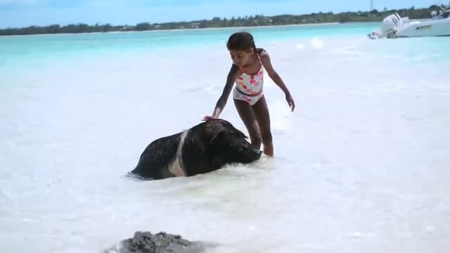 Can pigs really swim? смотреть онлайн