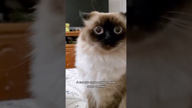 Что подумает кошка, когда хозяин мяукнет ей в ответ смотреть онлайн