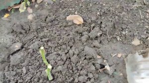 Черенкование Роз под банки на дачном участке.