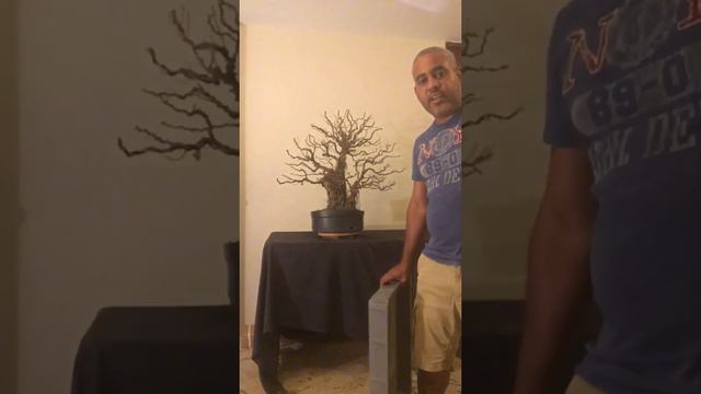 Trabajo en Ficus Microcarpa Pre-Bonsai смотреть онлайн