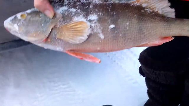 Тавдинский окунь смотреть онлайн