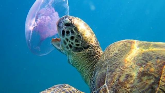 Зеленая морская черепаха (факты для детей) смотреть онлайн